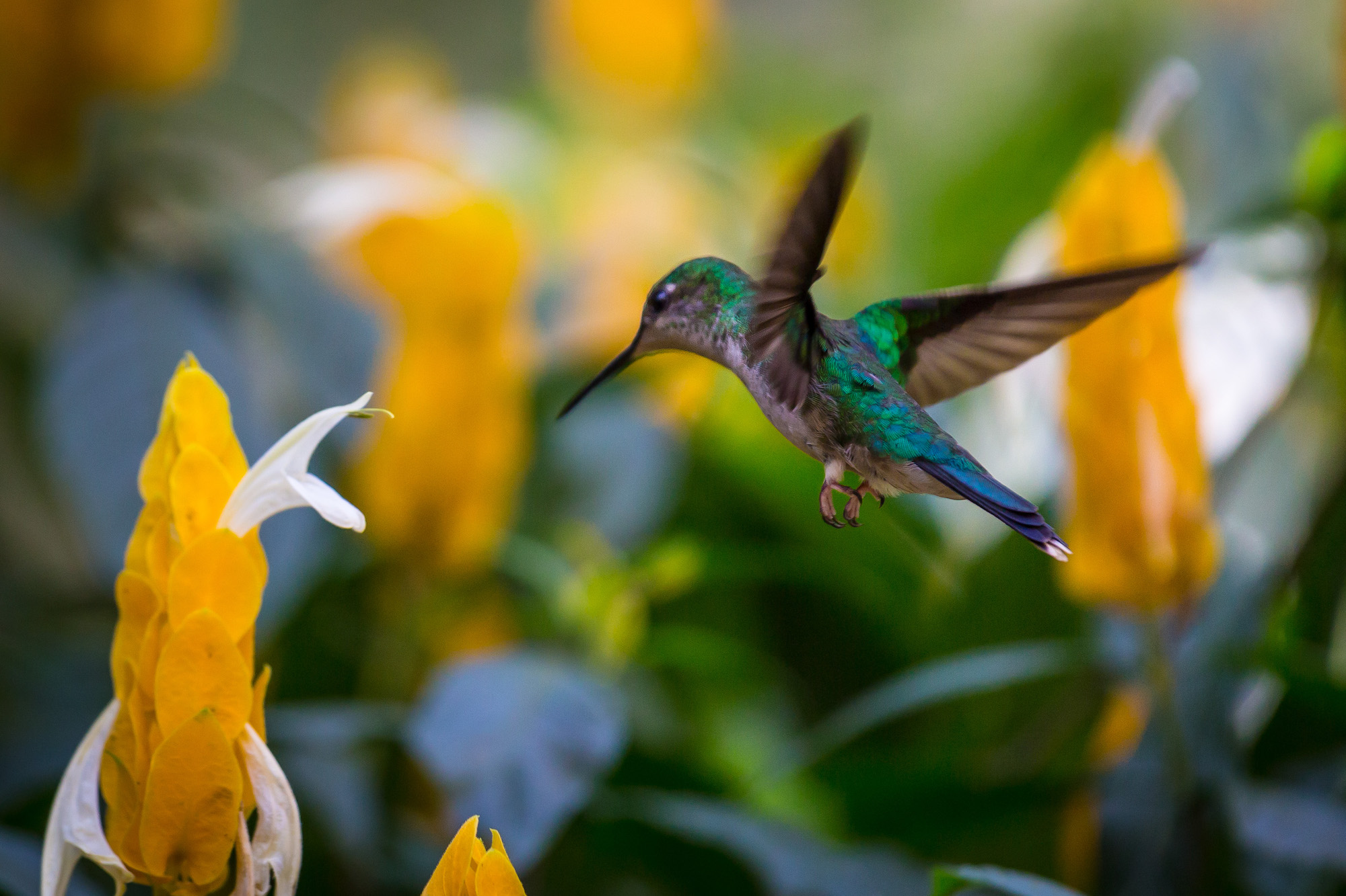 Kolibri Ein Kolibri flügt vor einer Blüte.